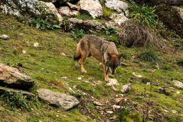 Photo of an Iberian wolf looking for any trace that any prey may have left in Zamora, Spain.