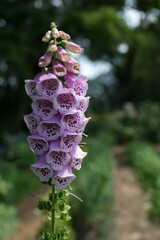 pink foxglove or Digitalis purpurea growing near a path in a garden © eugen