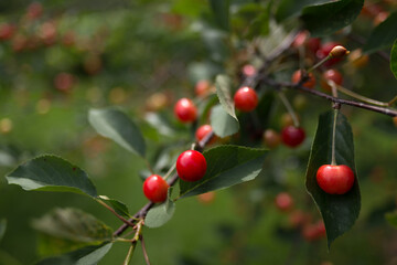 red berries (sour cherries) on a branch
