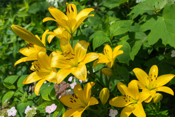 Obraz premium yellow lilies in the garden