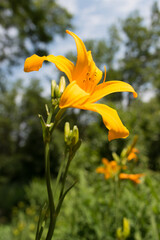 Obraz premium yellow lily flower