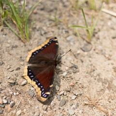 Nymphalis antiopa or mourning cloak (N. Am.) or Camberwell beauty (UK) on a gravel path