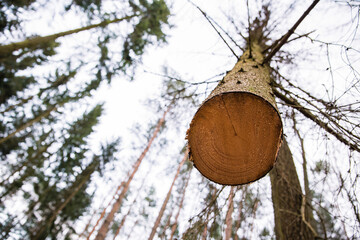 Wycinka - logging © Katarzyna