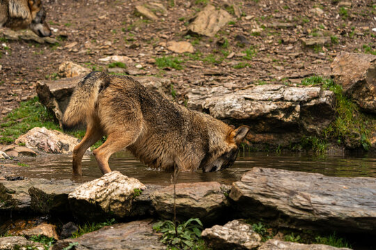 Close-up photo of an Iberian wolf taking a bath in an artificial pond built by the farmers in the mountain so their animals can stop and drink during summer.