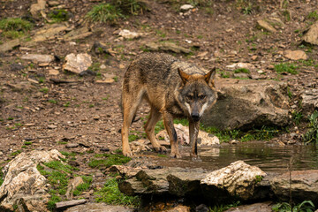 Close-up photo of an Iberian wolf drinking water from an artificial pond built by the farmers in the mountain so their animals can stop and drink during summer.