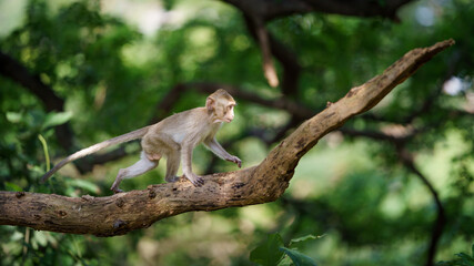 The baby monkey clambered on the tree.