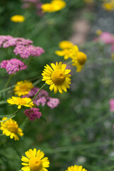 yellow and pink flowers in the garden