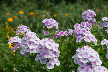 variegated pink phlox in a garden