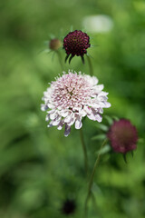 pink and white flower (Chaenactis?)