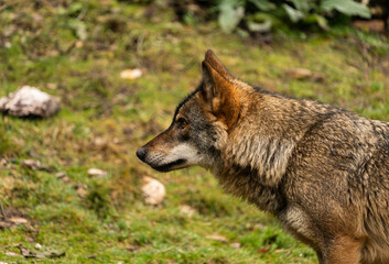 Naklejka na ściany i meble Photo of an Iberian wolf focused on prey that later on was able to escape from him. Zamora, Spain.