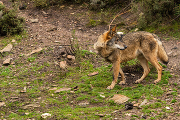Photo of a lonely Iberian wolf walking in the forest while looking for prey to hunt in Zamora, Spain.