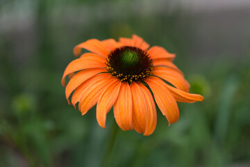 orange flower in the garden