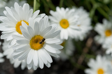 Obraz premium daisies in a garden