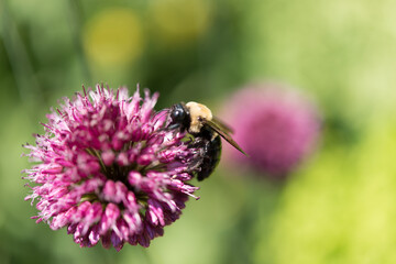 bumblebee on Allium sphaerocephalon (drumstick allium)