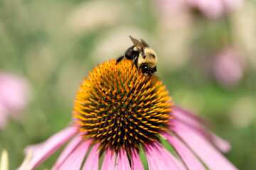 coneflower and bumblebee close up