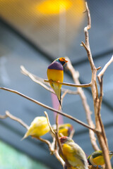 Pequeno pássaro colorido 