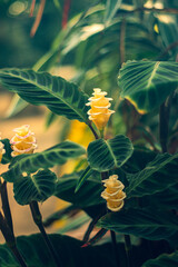 Auckland winter garden beautiful flowers and plants
