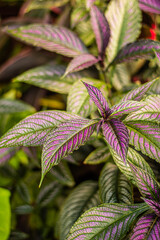 Auckland winter garden beautiful flowers and plants