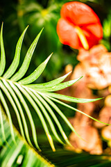 Obraz premium Auckland winter garden beautiful flowers and plants