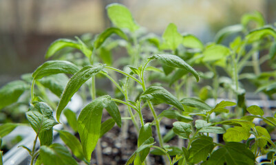 Tomato seedlings growing in a plastic multitray on a sunny windowsill.