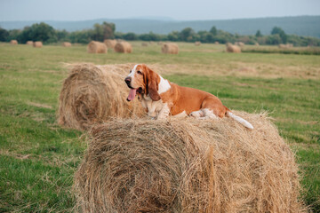 An adult dog of the Basset Hound breed walks in nature. The pet lies on a roll of hay.