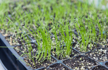 Allium family seedling tray with onion, leek, chives, shallots and garlic chives.