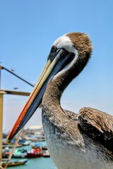 pelican on the pier