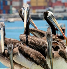 pelican on the beach