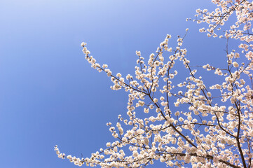 青空を背景に暖流桜のクローズアップ	