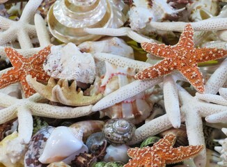 starfish and seashells