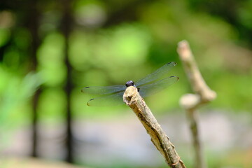 A dragonfly perched on the end of a branch