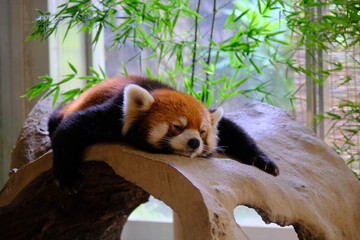 Sleeping red panda