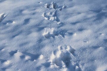 Fototapeta na wymiar footprints in snow