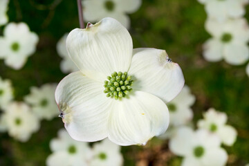 tree blossom, dog wood flower. 