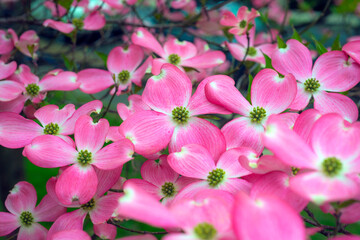 Cornus florida, flowering dogwood. 