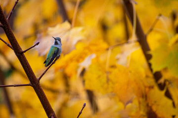 Female Anna's hummingbird taking a short break in a background of yellow fall leaves © J