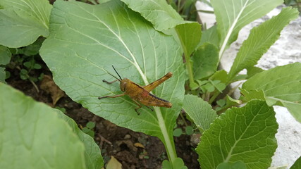grasshopper on the leaf