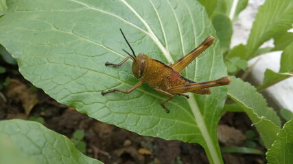 grasshopper on the leaf