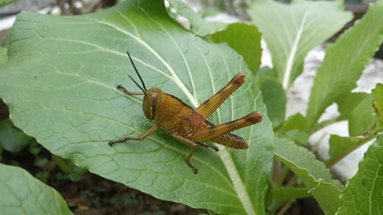 grasshopper on the leaf
