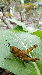 grasshopper on the leaf