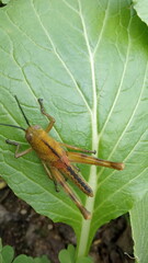 grasshopper on the leaf