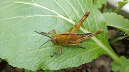 grasshopper on the leaf