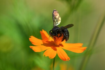 キバナコスモスの花粉を集めるタイワンタケクマバチ