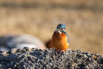 岩の上でのんびりくつろぐカワセミ成鳥オス