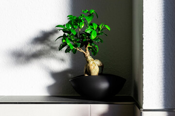 Ficus macrocarpa in a black ceramic pot on a pedestal made of dark gray and beige tiles with white wall in the background. Bonsai houseplants Ficus macrocarpa,  healthy indoor climate, interior design