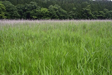 wetland in a cloudy day, Tochigi,  Japan