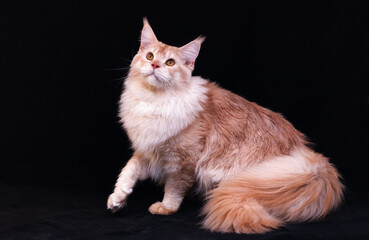 Portrait of a red silver ticked tabby sitting Maine Coon cat on black background.
