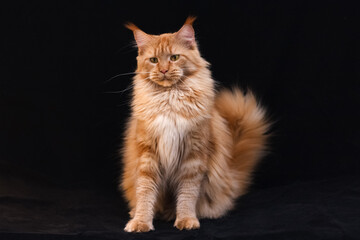 Portrait of a red solid sitting Maine Coon cat on black background.
