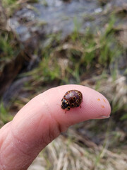 ladybird on a hand