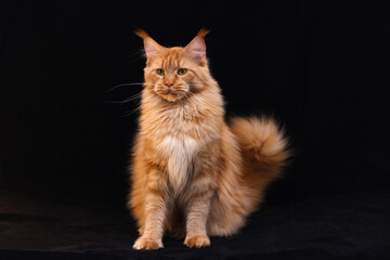 Portrait of a red solid sitting Maine Coon cat on black background.